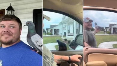 Un uomo una volta diede da bere a un piccione assetato nel suo cortile. Ora l’uccello non gli permette di andare da nessuna parte senza di lui.