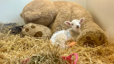 La Pecora Salvata Trova Consolazione in un Enorme Orsacchiotto