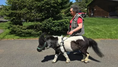 La Comunità Aiuta una Donna Non Vedente che ha Speso i Risparmi per il Suo Pony Guida in Miniatura Malato