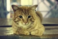 Il gatto che ancora attende la sua padrona, andata in ospedale un anno fa