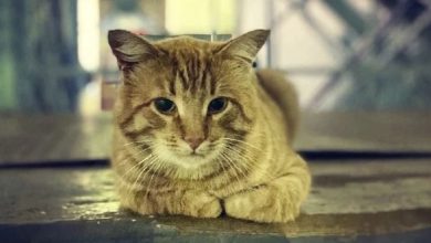 Il gatto che ancora attende la sua padrona, andata in ospedale un anno fa