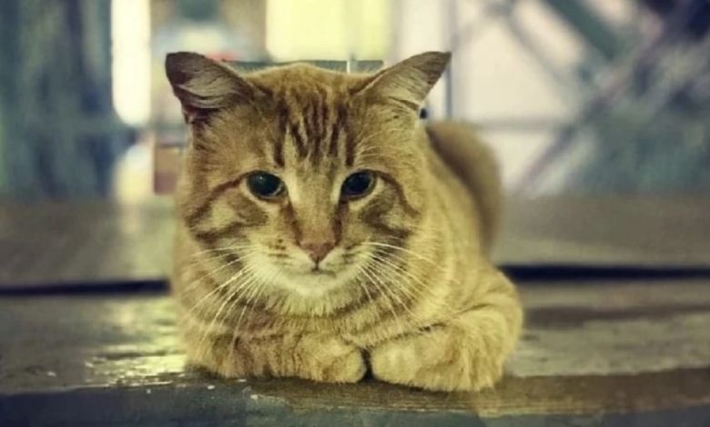 Il gatto che ancora attende la sua padrona, andata in ospedale un anno fa Il gatto che ancora attende la sua padrona, andata in ospedale un anno fa