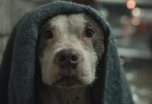 Lettera da un cucciolo che ha vissuto un tradimento — e che ha comunque perdonato