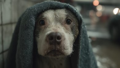 Lettera da un cucciolo che ha vissuto un tradimento — e che ha comunque perdonato