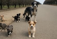 Questa famiglia abbandonata si è avvicinata alla macchina più vicina come se implorasse aiuto 💔