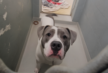 Non capisce perché nessuno chieda mai di incontrarlo al rifugio 💔