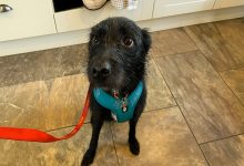 Questo cane è stato abbandonato dal veterinario per essere soppresso dopo essere stato con questa famiglia per solo 5 settimane perché abbaiava ai cani e alle persone💔