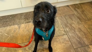 Questo cane è stato abbandonato dal veterinario per essere soppresso dopo essere stato con questa famiglia per solo 5 settimane perché abbaiava ai cani e alle persone💔