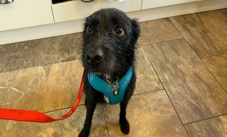 Questo cane è stato abbandonato dal veterinario per essere soppresso dopo essere stato con questa famiglia per solo 5 settimane perché abbaiava ai cani e alle persone💔 Questo cane è stato abbandonato dal veterinario per essere soppresso dopo essere stato con questa famiglia per solo 5 settimane perché abbaiava ai cani e alle persone💔