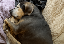 Un cane che non è mai stato dentro casa prima fa il suo primo pisolino in un vero letto