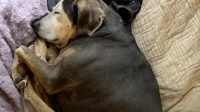 Un cane che non è mai stato dentro casa prima fa il suo primo pisolino in un vero letto