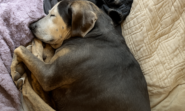 Un cane che non è mai stato dentro casa prima fa il suo primo pisolino in un vero letto