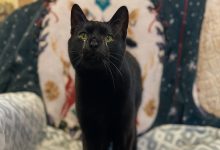 Gatto Che Ama le Coccole Finisce in Rifugio per Essere ‘Troppo Affettuoso’