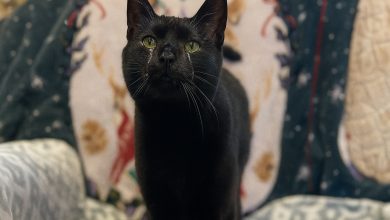 Gatto Che Ama le Coccole Finisce in Rifugio per Essere ‘Troppo Affettuoso’