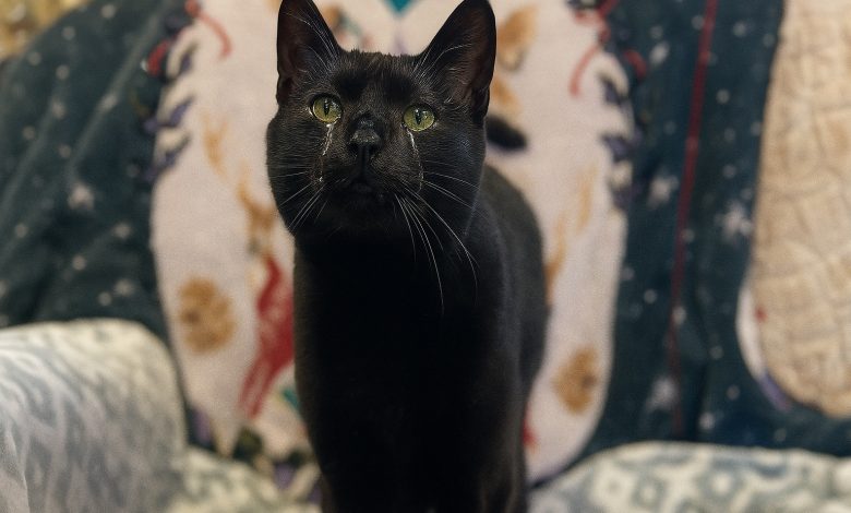Gatto Che Ama le Coccole Finisce in Rifugio per Essere ‘Troppo Affettuoso’