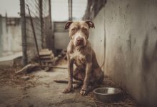 Lo hanno buttato via come spazzatura. Ma alla fine ha trovato l’amore