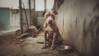 Lo hanno buttato via come spazzatura. Ma alla fine ha trovato l’amore