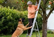 Ero arrabbiata perché il mio cane non mi faceva salire sull’albero, finché non ho visto cosa è successo dopo…