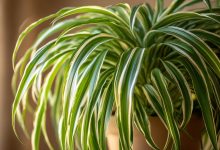 Clorofito — il depuratore d’aria naturale nella tua casa. Questo umile “aspirapolvere” verde funziona meglio di quanto pensi