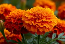 Tagete — la cura per cento mali che cresce in ogni giardino