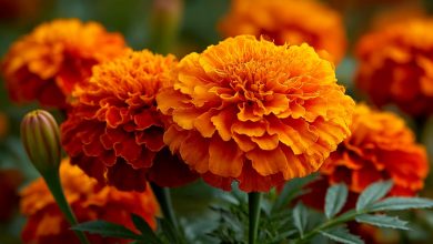 Tagete — la cura per cento mali che cresce in ogni giardino