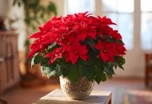 «La Stella di Natale» Poinsettia — I principali segreti e le regole per la cura del fiore