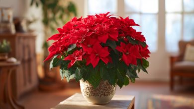 «La Stella di Natale» Poinsettia — I principali segreti e le regole per la cura del fiore
