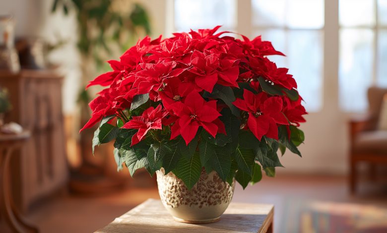 «La Stella di Natale» Poinsettia — I principali segreti e le regole per la cura del fiore «La Stella di Natale» Poinsettia — I principali segreti e le regole per la cura del fiore