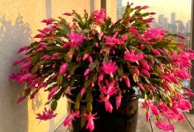 Cosa non piace al cactus di Natale: 5 principali controindicazioni nella cura