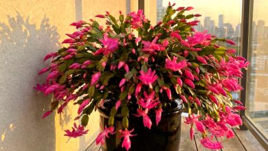 Cosa non piace al cactus di Natale: 5 principali controindicazioni nella cura