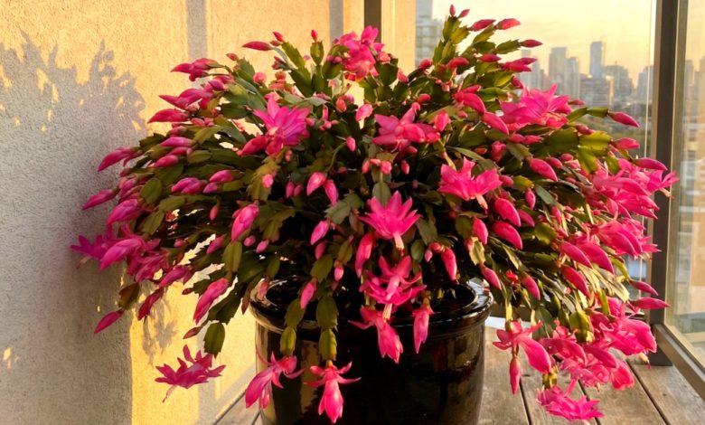 Cosa non piace al cactus di Natale: 5 principali controindicazioni nella cura