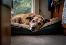 Un cane abbandonato nel mio rifugio ha riconosciuto il suo ex proprietario. Ma si è scoperto che lui non era venuto per lei…