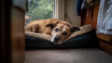 Un cane abbandonato nel mio rifugio ha riconosciuto il suo ex proprietario. Ma si è scoperto che lui non era venuto per lei… Un cane abbandonato nel mio rifugio ha riconosciuto il suo ex proprietario. Ma si è scoperto che lui non era venuto per lei…