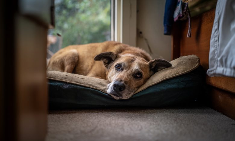 Un cane abbandonato nel mio rifugio ha riconosciuto il suo ex proprietario. Ma si è scoperto che lui non era venuto per lei…