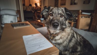 La nonna ha lasciato al cugino avido centomila. A me — il suo vecchio cane. Si è scoperto che il cane custodiva un segreto