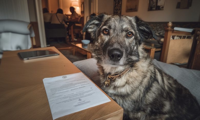 La nonna ha lasciato al cugino avido centomila. A me — il suo vecchio cane. Si è scoperto che il cane custodiva un segreto La nonna ha lasciato al cugino avido centomila. A me — il suo vecchio cane. Si è scoperto che il cane custodiva un segreto