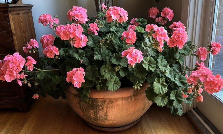 Geranio — un antisettico naturale e protettore della tua casa. Questo semplice fiore lavora più silenziosamente di qualsiasi purificatore d’aria