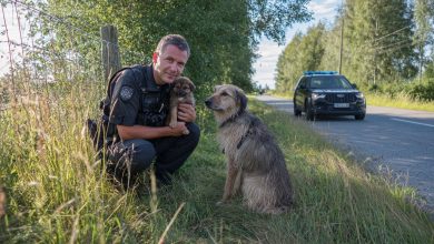 Un cucciolo è corso verso i poliziotti in cerca di aiuto. Ciò che è successo dopo è difficile da dimenticare…
