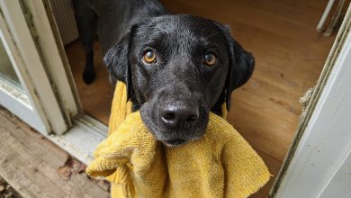 Il mio cane ha portato a casa il maglione di mia figlia defunta e poi mi ha condotto in un luogo che mi ha lasciato senza parole…