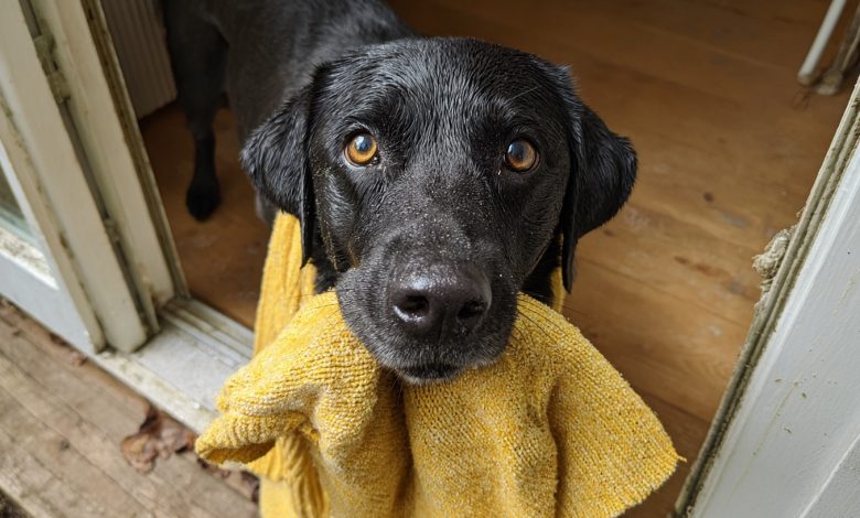 Il mio cane ha portato a casa il maglione di mia figlia defunta e poi mi ha condotto in un luogo che mi ha lasciato senza parole… Il mio cane ha portato a casa il maglione di mia figlia defunta e poi mi ha condotto in un luogo che mi ha lasciato senza parole…