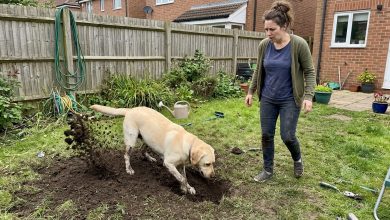 Il cane del vicino ha scavato un sacchetto nel mio giardino — la polizia è arrivata in 15 minuti