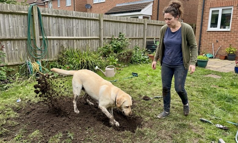 Il cane del vicino ha scavato un sacchetto nel mio giardino — la polizia è arrivata in 15 minuti