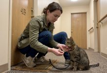 Un vicino è scomparso, lasciandomi il suo gatto — e dopo qualche settimana ho trovato una chiave e un biglietto nel suo collare