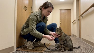 Un vicino è scomparso, lasciandomi il suo gatto — e dopo qualche settimana ho trovato una chiave e un biglietto nel suo collare