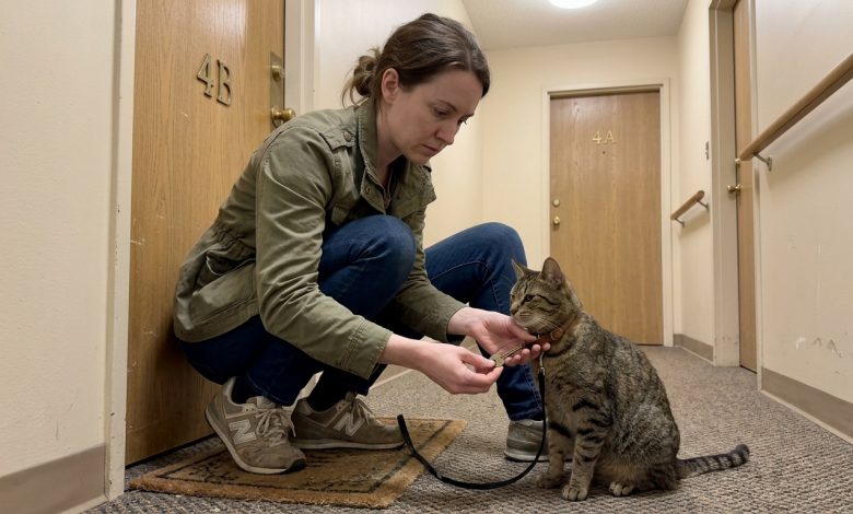 Un vicino è scomparso, lasciandomi il suo gatto — e dopo qualche settimana ho trovato una chiave e un biglietto nel suo collare