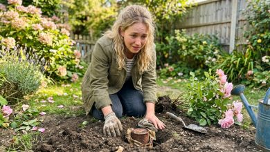 Un anno dopo la scomparsa della nonna, ho mantenuto la mia promessa e ho spostato il suo cespuglio di rose — non mi aspettavo mai cosa fosse sepolto sotto di esso Un anno dopo la scomparsa della nonna, ho mantenuto la mia promessa e ho spostato il suo cespuglio di rose — non mi aspettavo mai cosa fosse sepolto sotto di esso