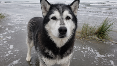 Abbiamo portato il nostro vecchio husky in spiaggia per dirgli addio al mare, ma poi si è alzato e ha fatto qualcosa che non potrò mai dimenticare