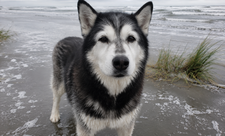Abbiamo portato il nostro vecchio husky in spiaggia per dirgli addio al mare, ma poi si è alzato e ha fatto qualcosa che non potrò mai dimenticare
