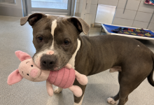 Nel recinto più lontano sedeva un pitbull adulto con un giocattolo in bocca. E quando ci siamo avvicinati, ha fatto qualcosa che il personale del rifugio non aveva mai visto…