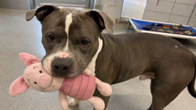 Nel recinto più lontano sedeva un pitbull adulto con un giocattolo in bocca. E quando ci siamo avvicinati, ha fatto qualcosa che il personale del rifugio non aveva mai visto…